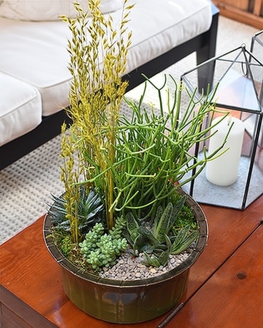 Premium Succulent Bowl Flower Arrangement