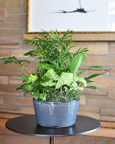 Premium Dish Garden - Small Flower Arrangement