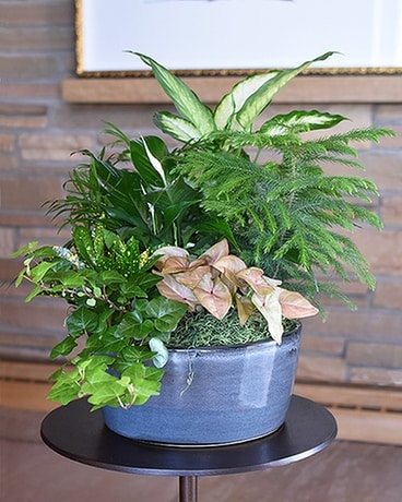 Premium Dish Garden - Large Flower Arrangement