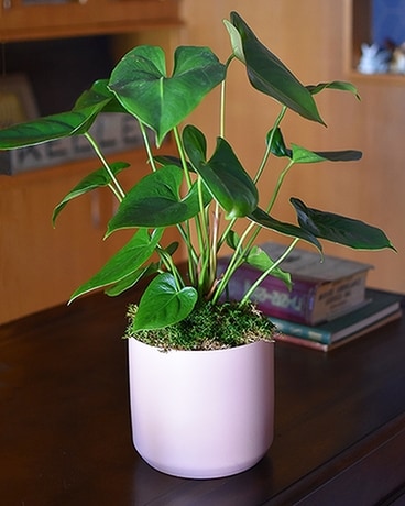 The Dottie Flower Arrangement