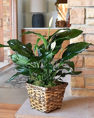 Classic Peace Lily - Small Flower Arrangement