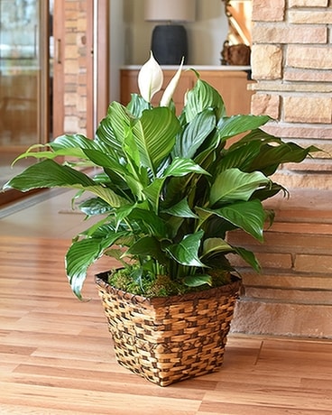 Classic Peace Lily - Medium Flower Arrangement