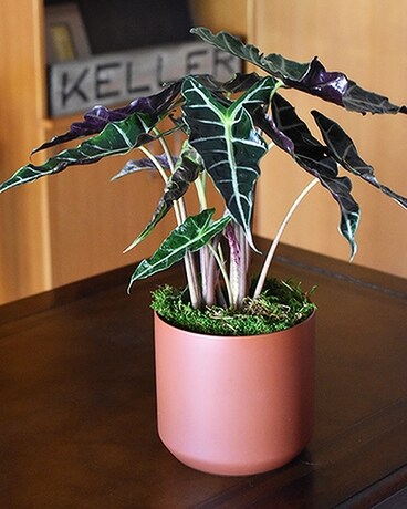 The Eddie Flower Arrangement