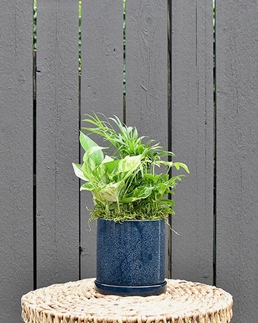 Blue Ceramic Dish Garden Dish Garden Plant