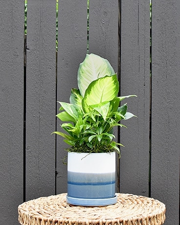 Blue + White Ceramic Dish Garden Dish Garden Plant