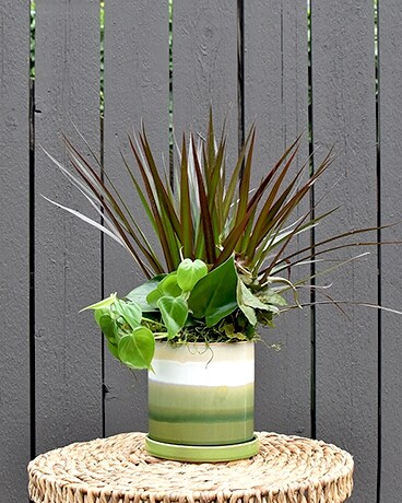 Green + White Ceramic Dish Garden Dish Garden Plant