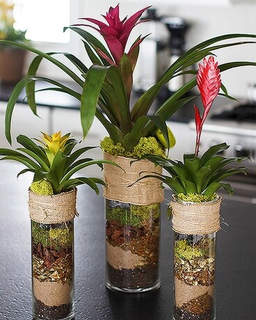 Bromeliad Soilscape