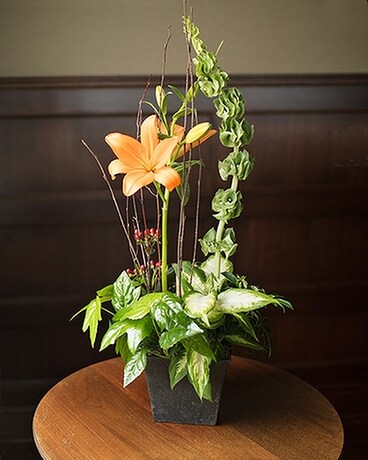 Contempo Dishgarden