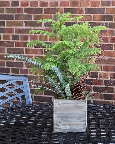 Norfolk Island Pine Plant