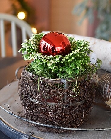 Holiday Frosty Fern Plant
