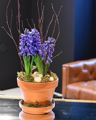 Hyacinth Plant