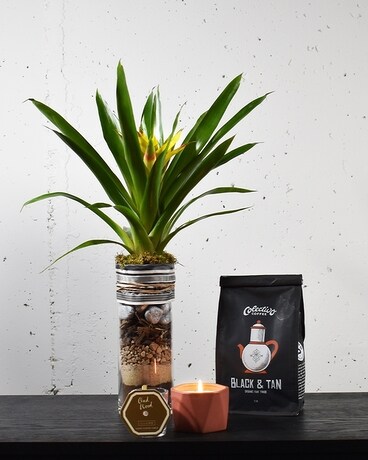 Fire, Earth + Energy Gifts