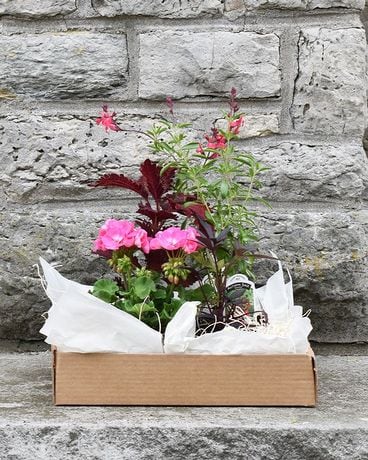 DIY Designer Planting Kit - SUN Plant