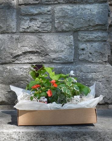 DIY Designer Planting Kit - SHADE Plant