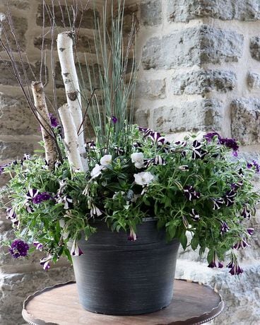 Birch In Annual Pot Plant