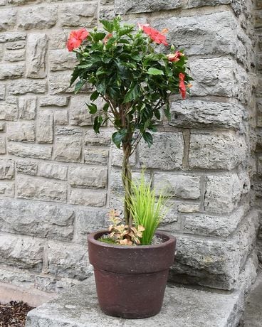 Premium Hibiscus Tree Plant