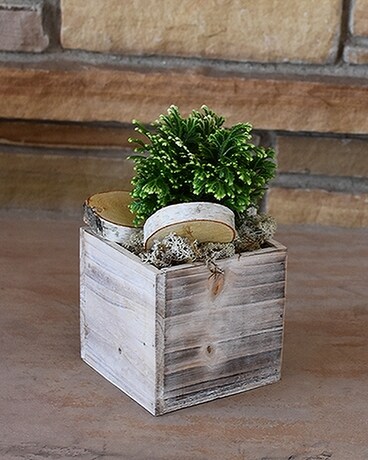 Frosty Fern in White Box Plant