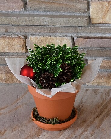 Frosty Fern in Clay Pot Plant