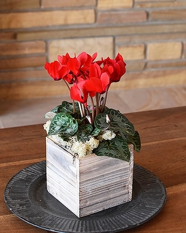 Petite Cyclamen Plant