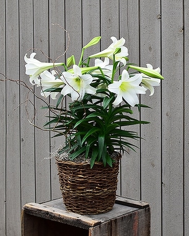 The Classic Double Easter Lily Flower Arrangement