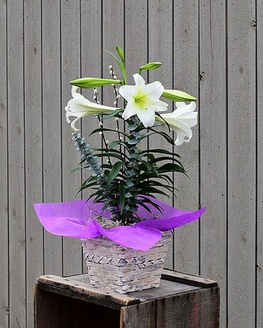 The Festive Easter Lily Flower Arrangement