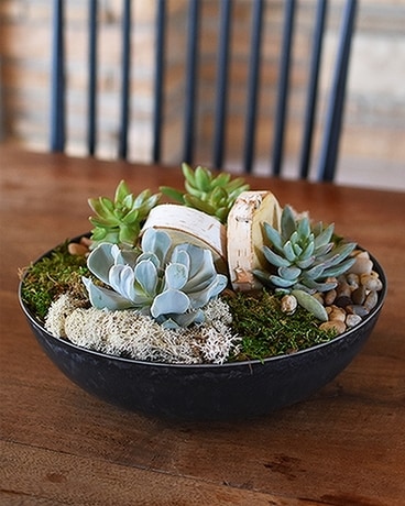 Succulent Bowl Plant