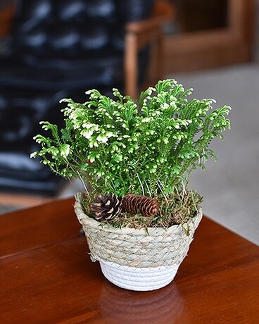 Winter Frosty Fern Plant