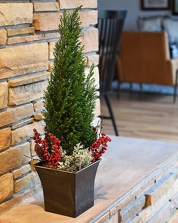 Festive Cypress Tree Plant