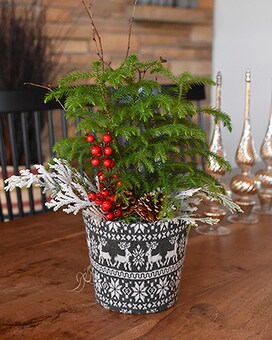 Northern Norfolk Pine Flower Arrangement