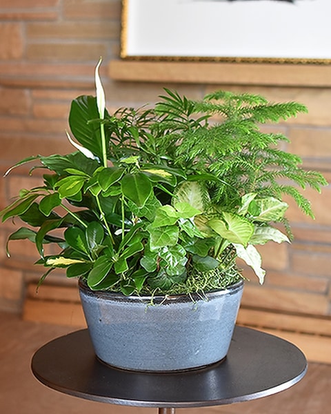 elephant ear plant zone Elephant Ear 'Cleopatra's Kiss' PPAF For Sale  Logee's Plants