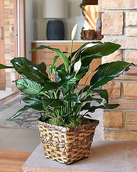 fake plant palm Moroccan Artificial Palm Tree In Pot