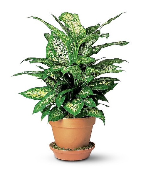 blue indoor plant pots Halona Planter - Blue/Green