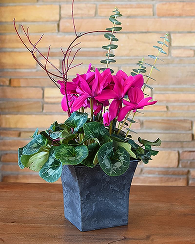 Cyclamen Potted Plant in Oshkosh WI - House of Flowers