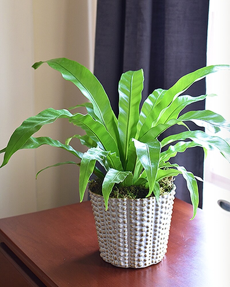 Bird's Nest Fern Plant in Oshkosh WI - House of Flowers