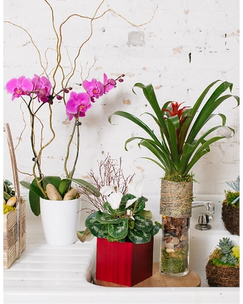 Blooming Plant Subscription