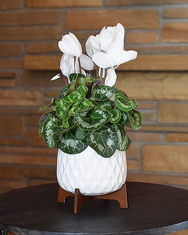 White cyclamen discount