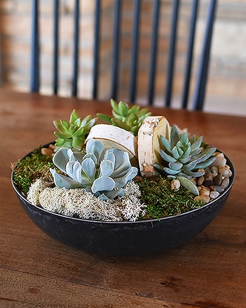 Succulent Bowl