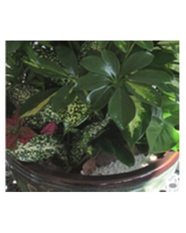 DISH GARDEN