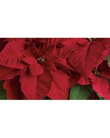 Poinsettia Plant