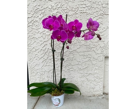 Mom's Orchid Plant Flower Arrangement