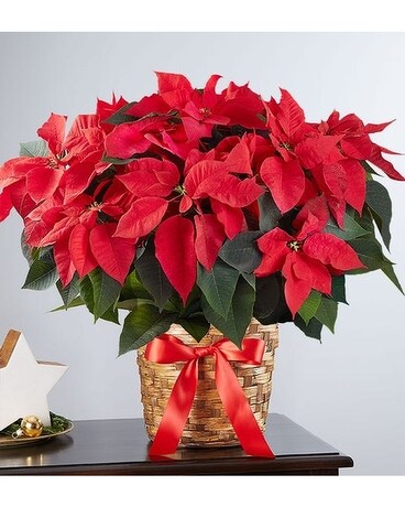 Red Poinsettia Plant