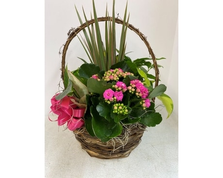 Blooming Plant Basket Flower Arrangement