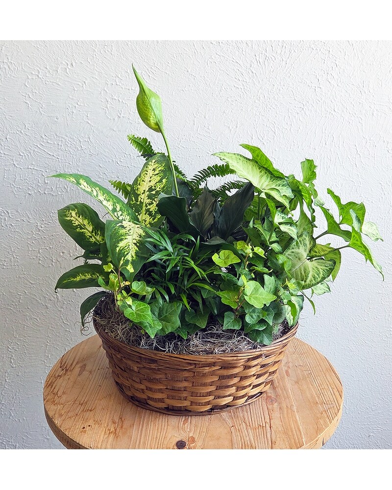 Plants Delivery Lewisville TX - Mickey's Florist