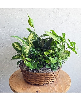 where can i buy pothos plants Golden Pothos  Latinx With Plants