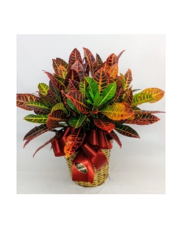 Croton