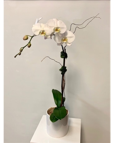 white orchid plant Flower Arrangement