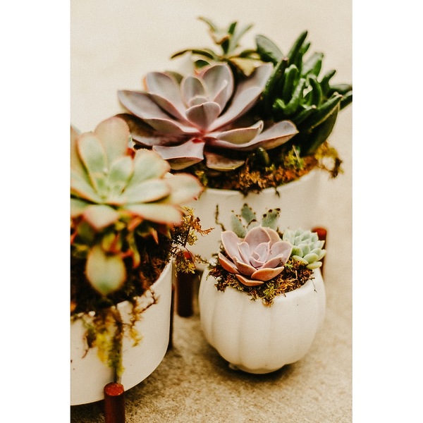 Mini- Succulent Garden in Tulsa OK - Ted & Debbie's Flower Garden
