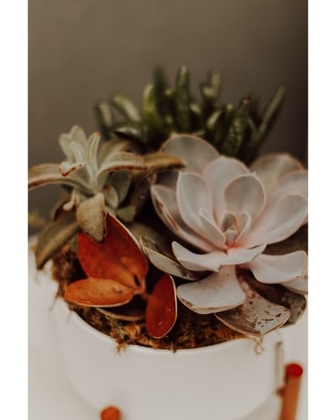 Succulent Garden Plant