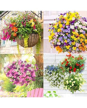 Blooming Outdoor Hanging Baskets Plant