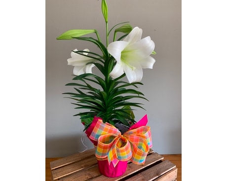 Our Signature Easter Lily Plant